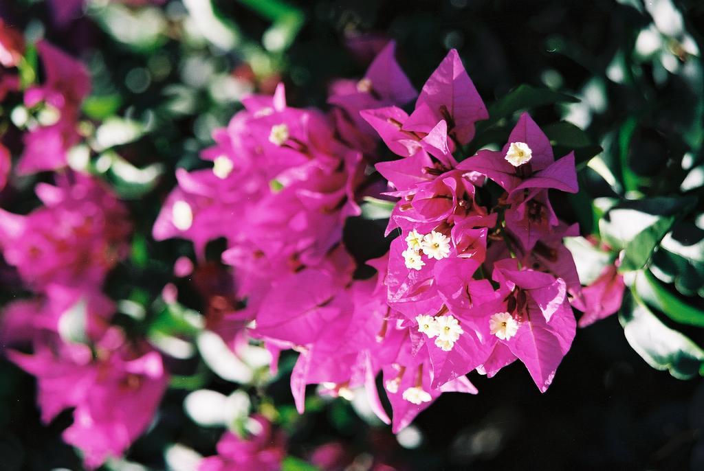 Gina'S Garden Lodges آروتانغا المظهر الخارجي الصورة